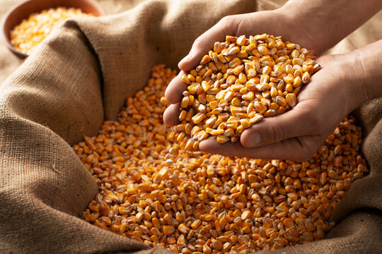 Maize Grain
